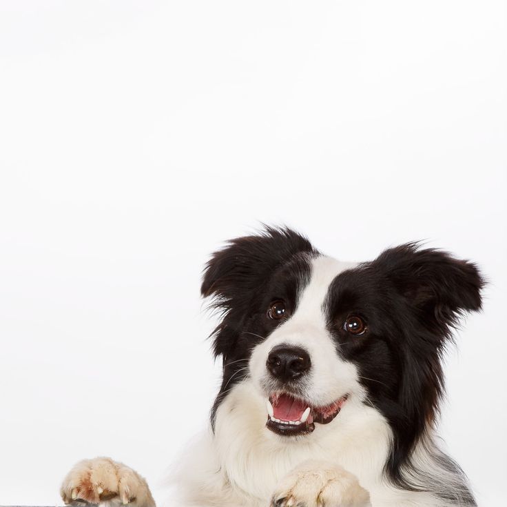 DOG FOOD