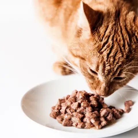 CAT WET FOOD